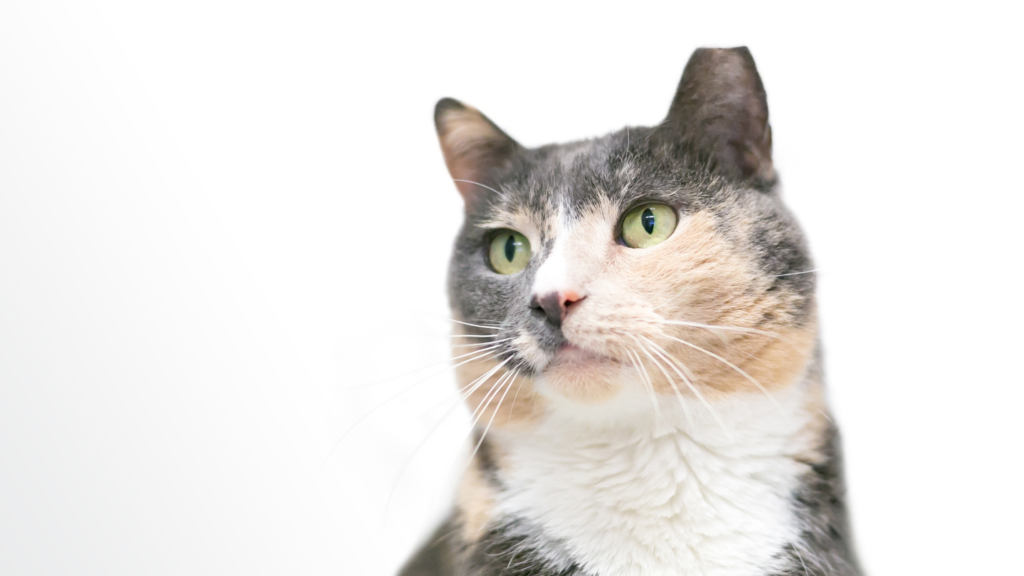 地域猫を勝手に飼うのは犯罪？法的な観点や保護をおすすめしない理由を解説_1