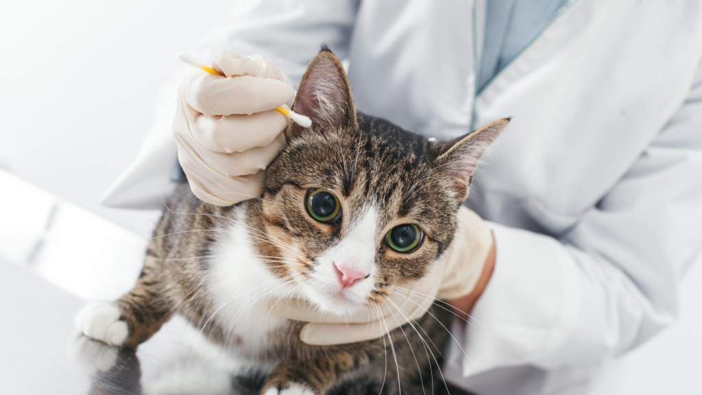 地域猫を勝手に飼うのは犯罪？法的な観点や保護をおすすめしない理由を解説_2