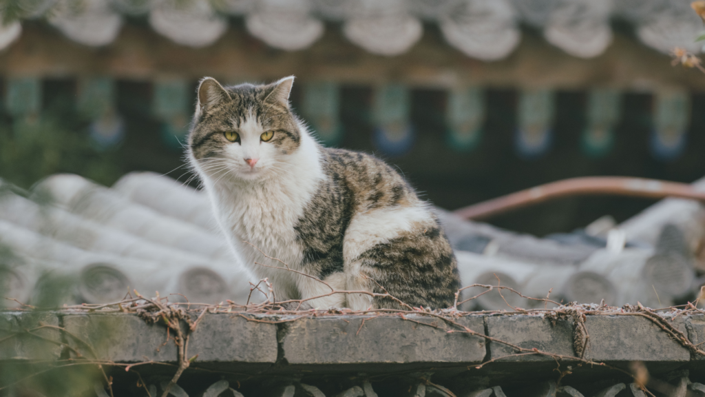 地域猫を勝手に飼うのは犯罪？法的な観点や保護をおすすめしない理由を解説_3