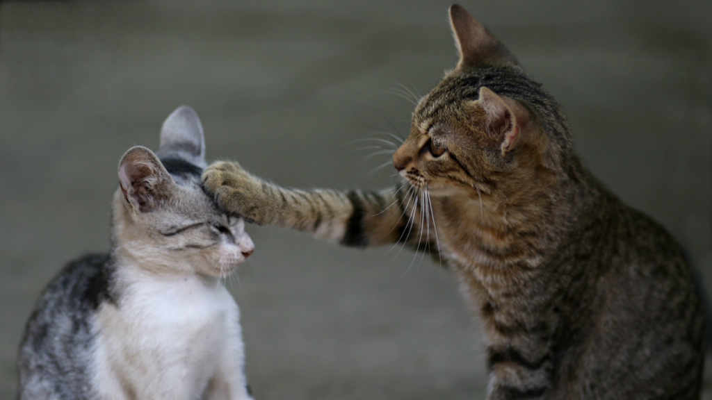 地域猫を勝手に飼うのは犯罪？法的な観点や保護をおすすめしない理由を解説_4