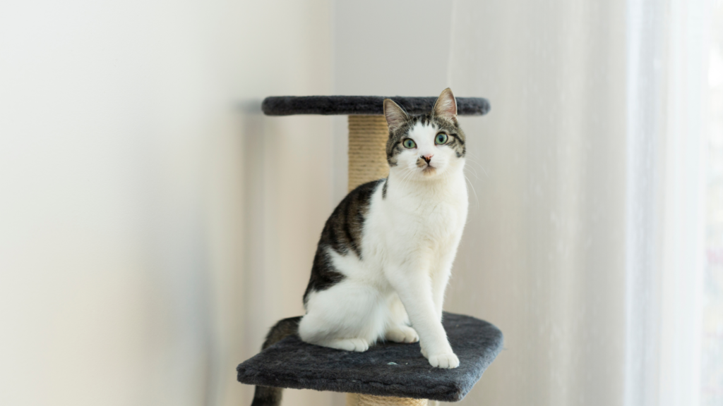 猫は何日・何時間まで留守番できる？2泊3日で家を空けることはできるの？注意点も解説_3