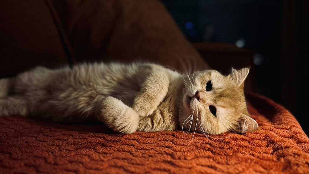 猫を夜だけケージで寝かせるのは問題ない？夜鳴きがうるさいと感じる場合の対処法を解説_1