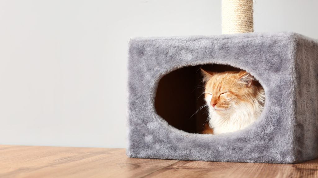 猫を夜だけケージで寝かせるのは問題ない？夜鳴きがうるさいと感じる場合の対処法を解説_2