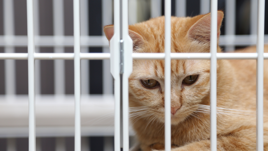 猫を夜だけケージで寝かせるのは問題ない？夜鳴きがうるさいと感じる場合の対処法を解説_3