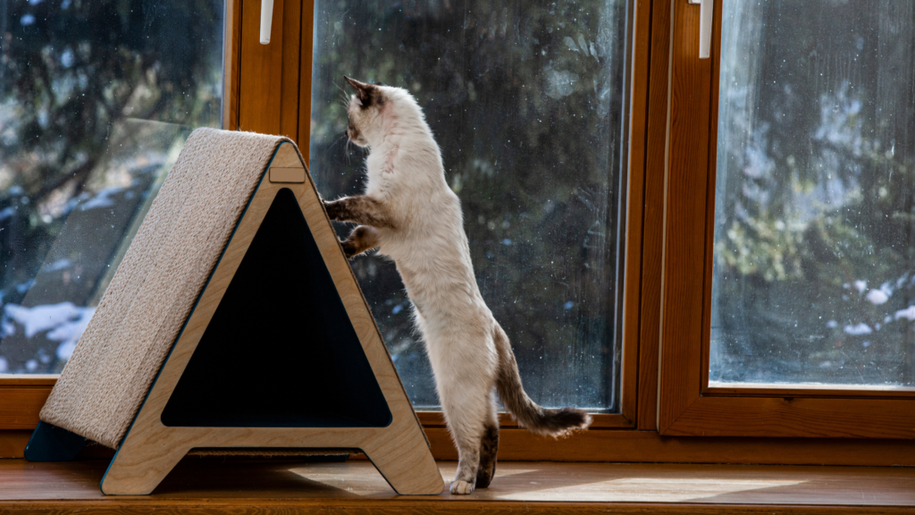 共働きでもケージ飼いなら猫を飼育できる？ケージの選び方や留守番時間も解説_1