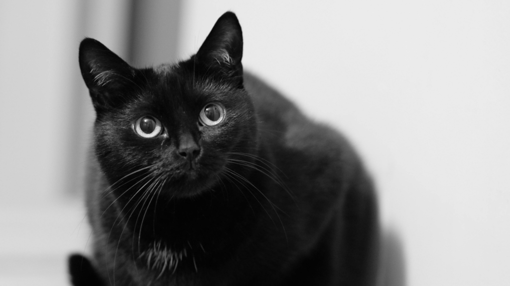 共働きでもケージ飼いなら猫を飼育できる？ケージの選び方や留守番時間も解説_2