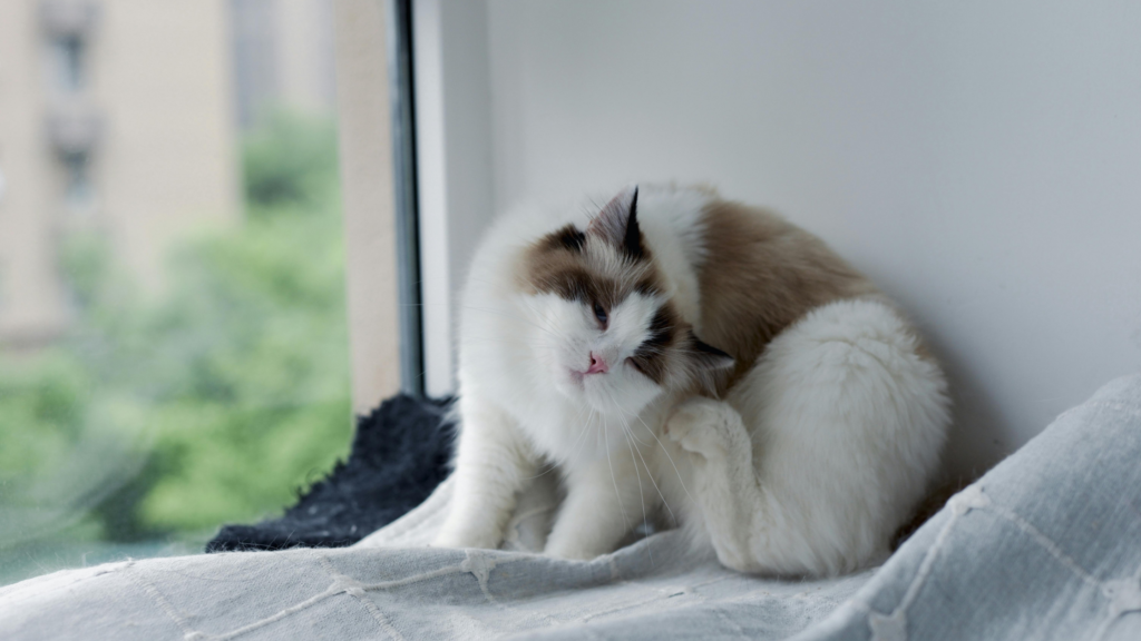 共働きでもケージ飼いなら猫を飼育できる？ケージの選び方や留守番時間も解説_4