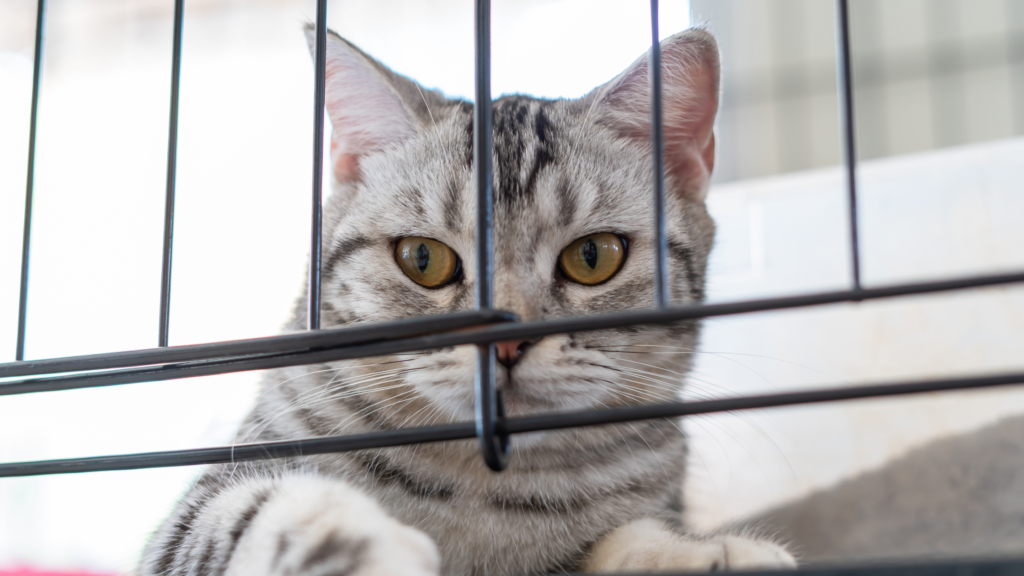 おしゃれな猫用ケージ10選｜トイレ付きや木製、スリム型などを紹介_1