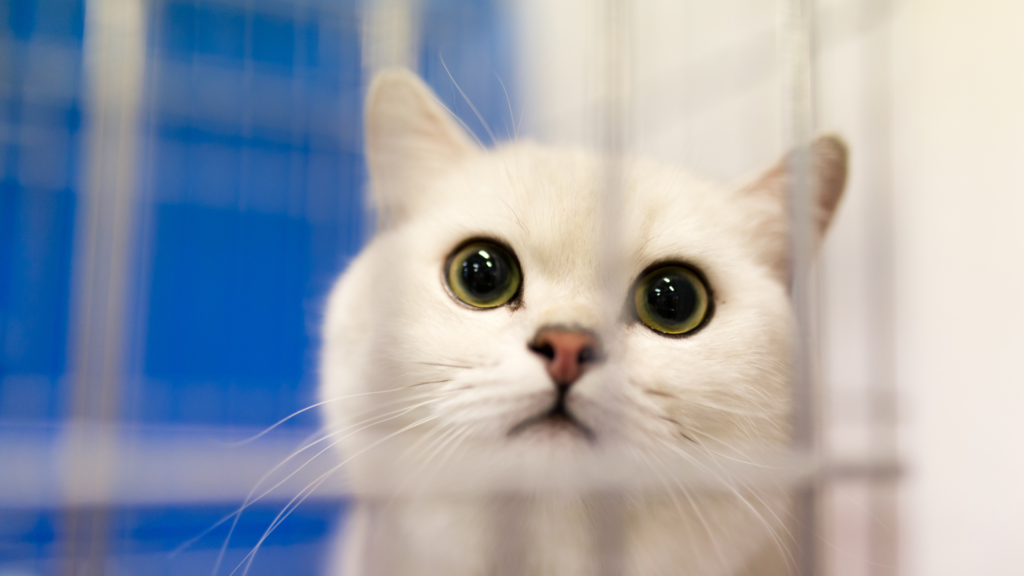 おしゃれな猫用ケージ10選｜トイレ付きや木製、スリム型などを紹介_2