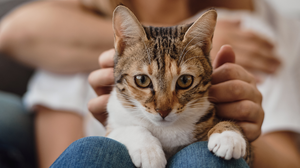 同棲カップルが猫を飼う場合の注意点とは？メリットやデメリット、別れた後の対応を解説_1