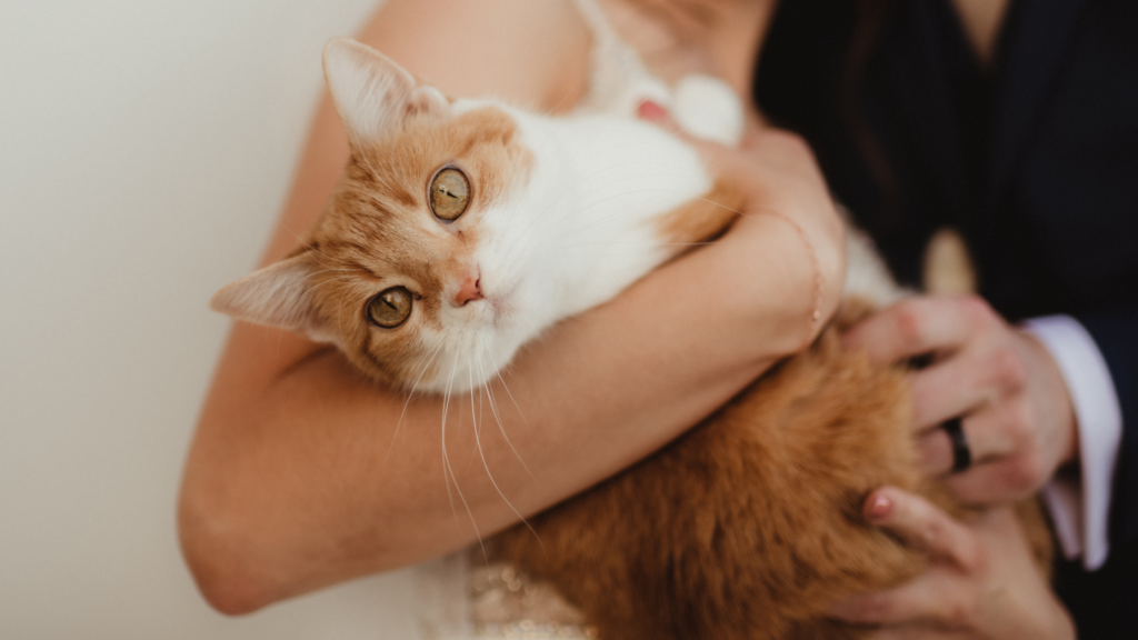 同棲カップルが猫を飼う場合の注意点とは？メリットやデメリット、別れた後の対応を解説_2