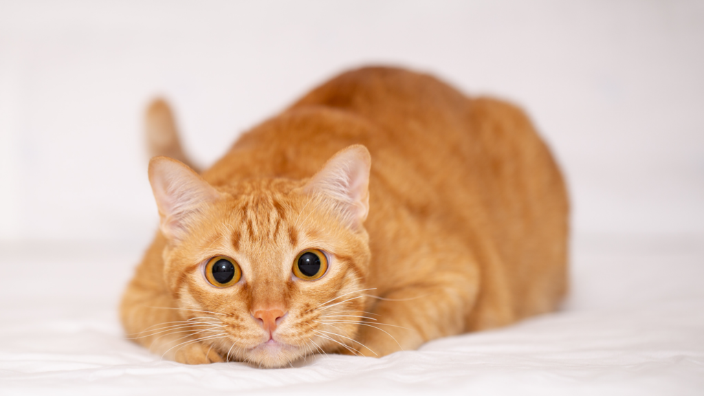 同棲カップルが猫を飼う場合の注意点とは？メリットやデメリット、別れた後の対応を解説_3