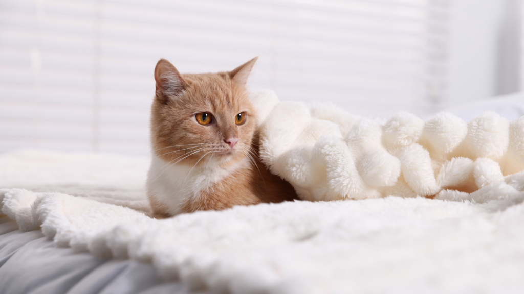 猫を飼うのに初期費用はいくらかかる？1ヶ月間・年間・生涯費用もあわせて解説_2