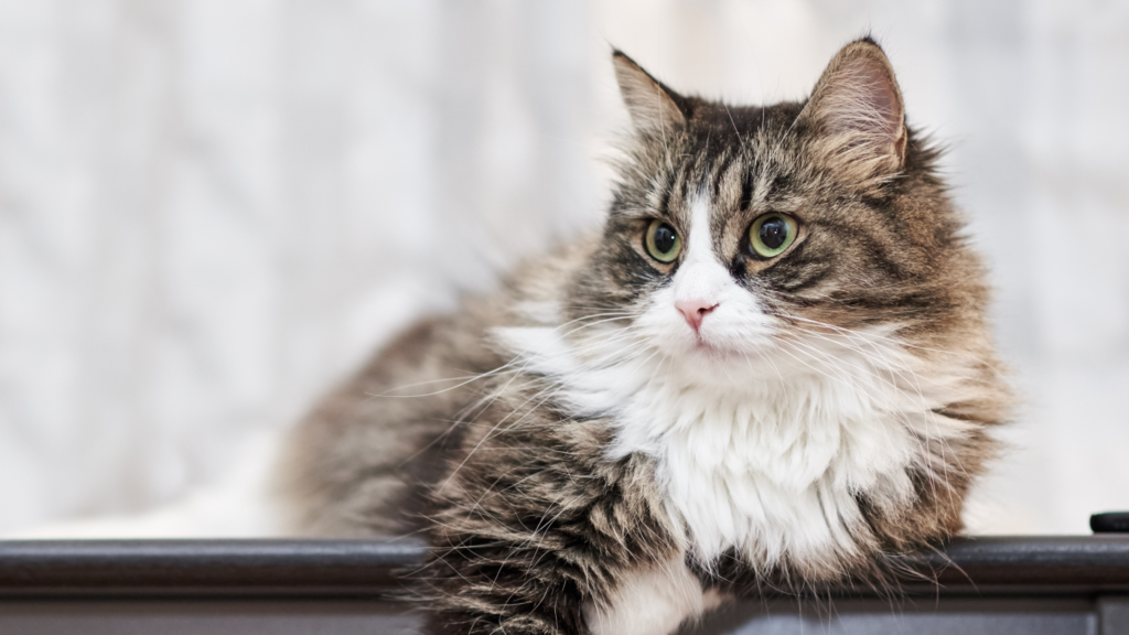 一人暮らしで猫を飼うことは可能？メリットやデメリット、費用などを解説_1