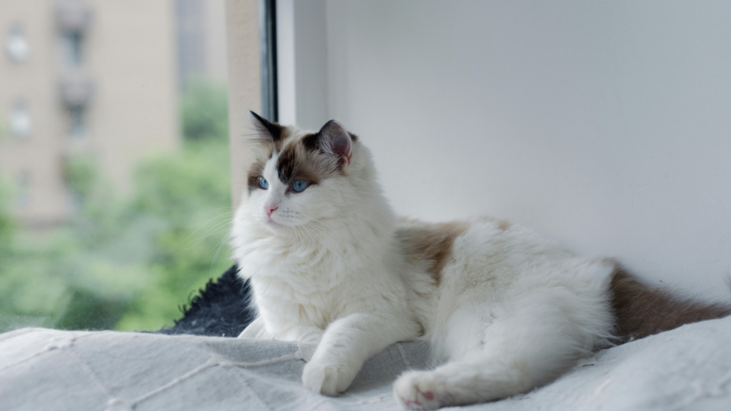 一人暮らしで猫を飼うことは可能？メリットやデメリット、費用などを解説_2