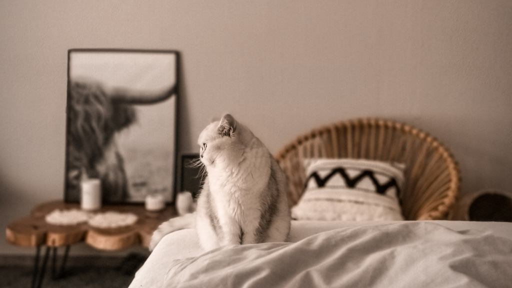 一人暮らしで猫を飼うことは可能？メリットやデメリット、費用などを解説_3