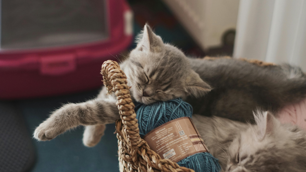 一人暮らしで猫を飼うことは可能？メリットやデメリット、費用などを解説_4