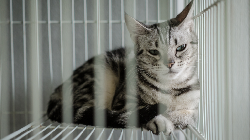 猫のケージはいつまで必要？室内への放し飼いはいつからOKなのか解説_1