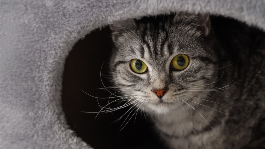 猫のケージはいつまで必要？室内への放し飼いはいつからOKなのか解説_3