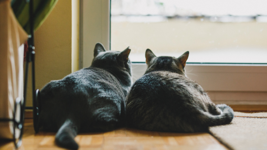 猫のケージはいつまで必要？室内への放し飼いはいつからOKなのか解説_4