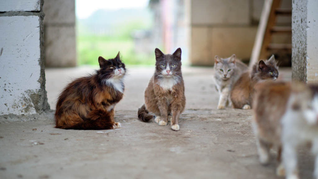 保護猫の迎え方とは?お迎え費用や受け入れ準備を紹介_1