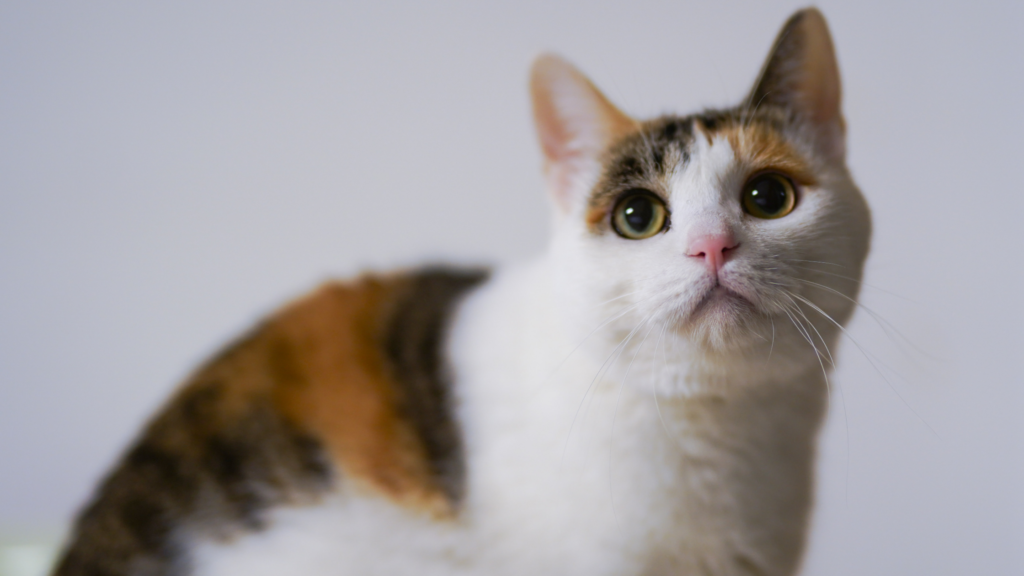 保護猫の迎え方とは?お迎え費用や受け入れ準備を紹介_2