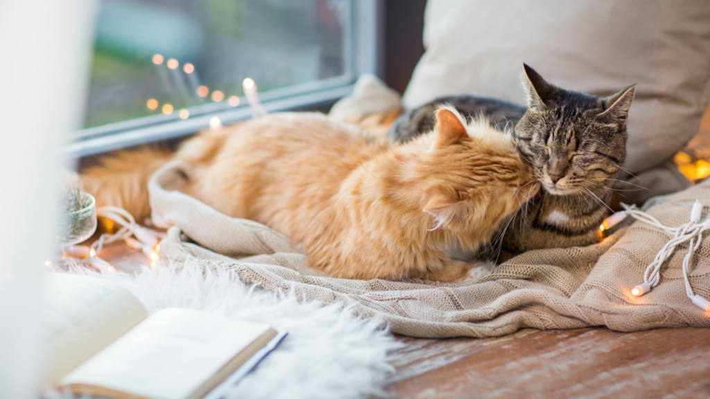 保護猫の迎え方とは?お迎え費用や受け入れ準備を紹介_3