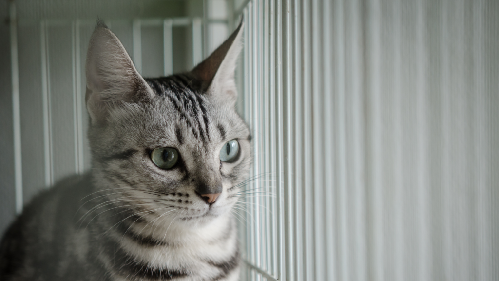 一人暮らしで猫の留守番にケージは必要？必要なケースと不要なケースを紹介_3
