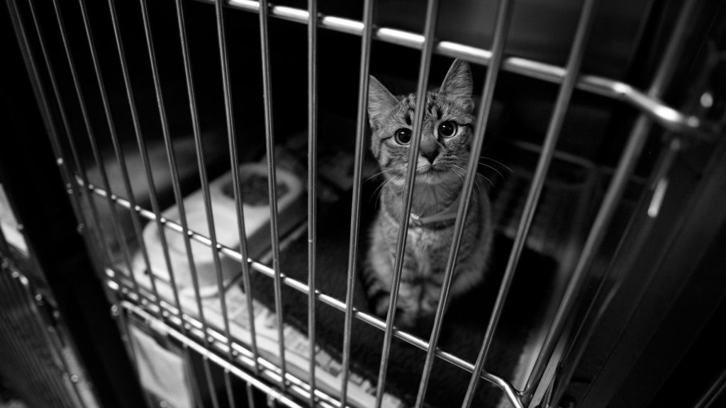 保護猫の迎え方とは？お迎え費用や受け入れ準備を紹介_2