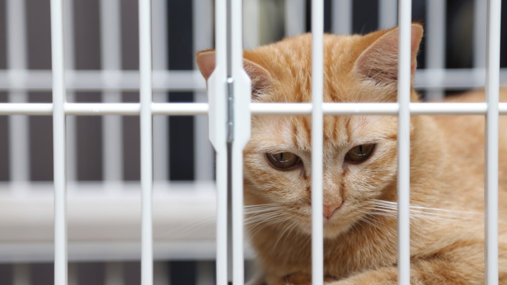 保護猫の迎え方とは？お迎え費用や受け入れ準備を紹介_3