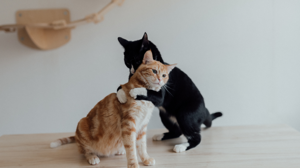 保護猫の迎え方とは？お迎え費用や受け入れ準備を紹介_4