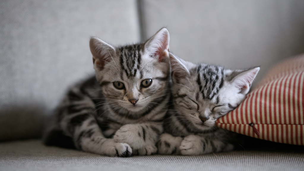 保護猫の譲渡にかかる費用相場は？引き取りにお金がかかる理由も解説_1