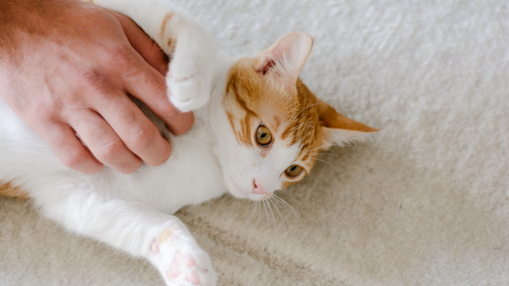 保護猫の譲渡にかかる費用相場は？引き取りにお金がかかる理由も解説_2