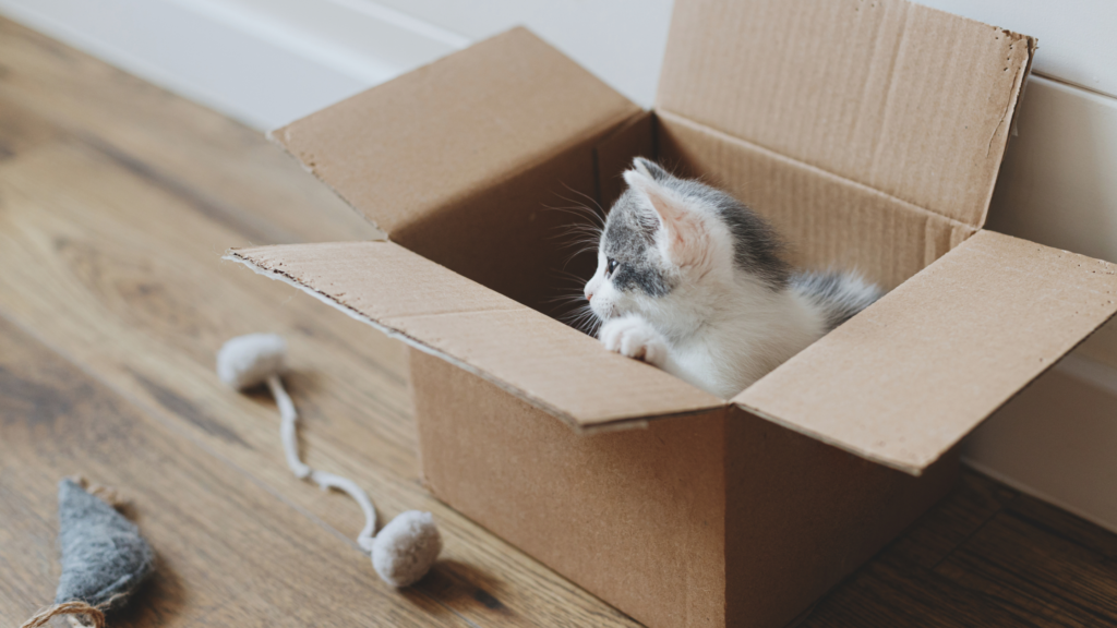 保護猫の譲渡にかかる費用相場は？引き取りにお金がかかる理由も解説_3