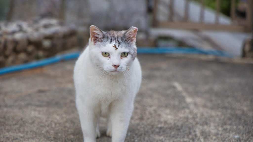 保護猫の譲渡にかかる費用相場は？引き取りにお金がかかる理由も解説_1