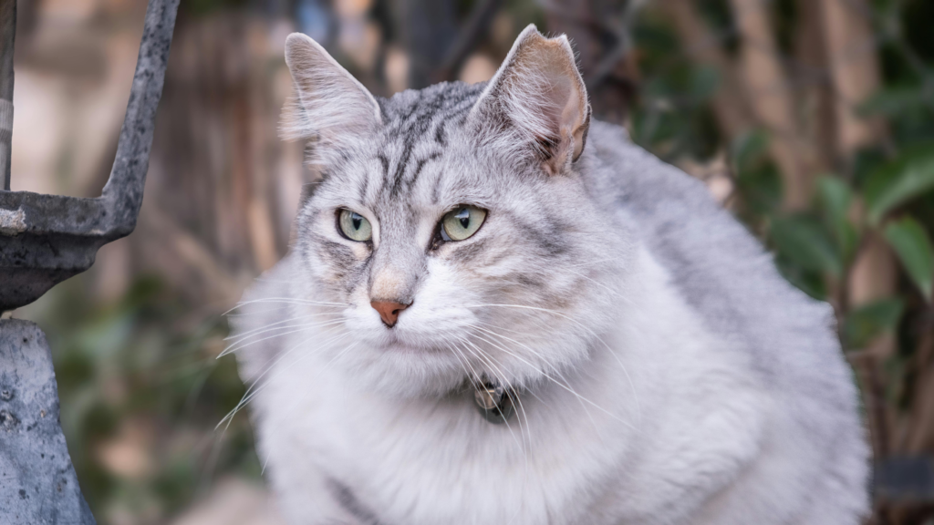 保護猫の譲渡にかかる費用相場は？引き取りにお金がかかる理由も解説_2