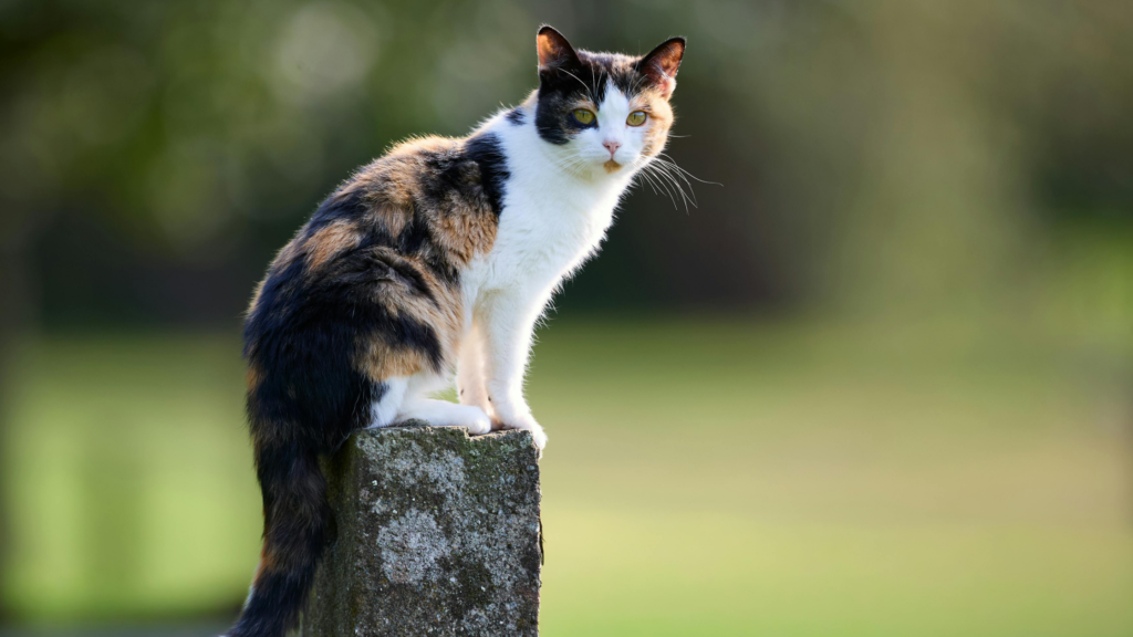 保護猫の譲渡にかかる費用相場は？引き取りにお金がかかる理由も解説_3