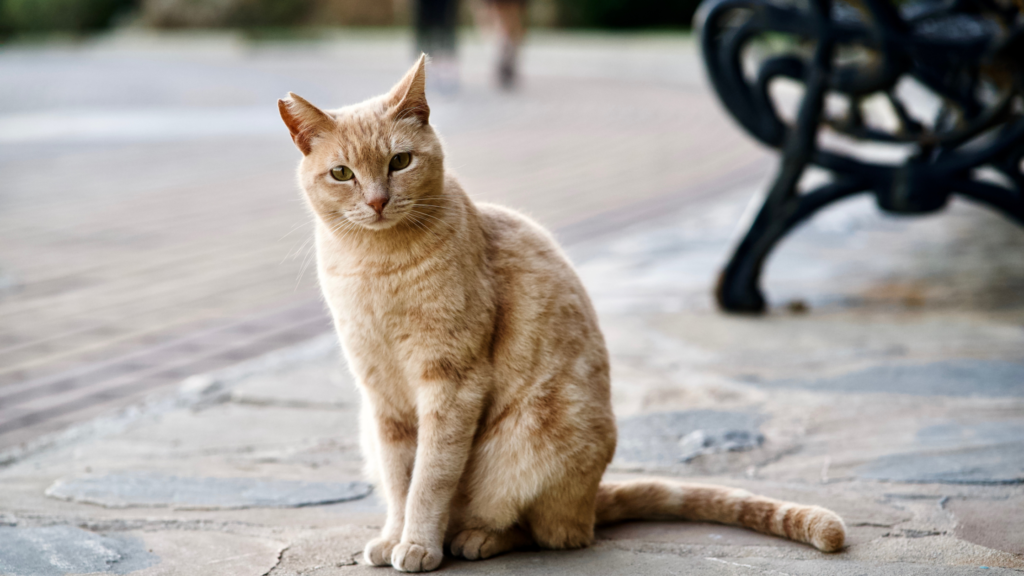 保護猫の譲渡にかかる費用相場は？引き取りにお金がかかる理由も解説_4