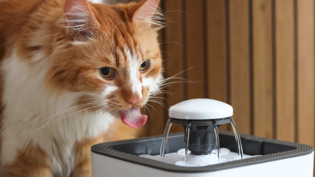 猫用自動給水器おすすめ10選|コードレスやお手入れ簡単な商品を紹介_2