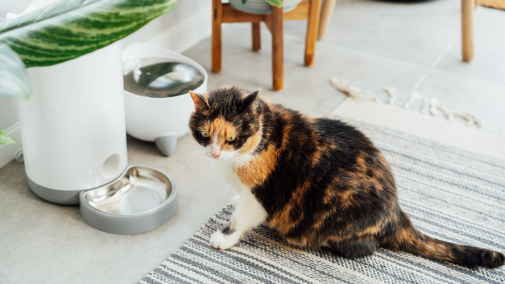 猫用自動給餌器おすすめ10選|正しい選び方や使い方、注意点も解説_1