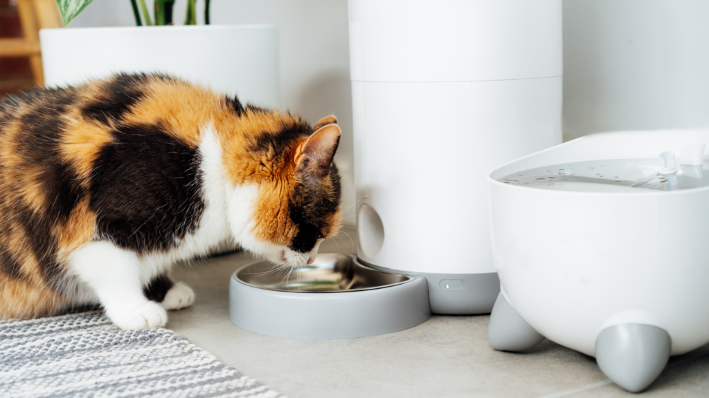 猫用自動給餌器おすすめ10選|正しい選び方や使い方、注意点も解説_4