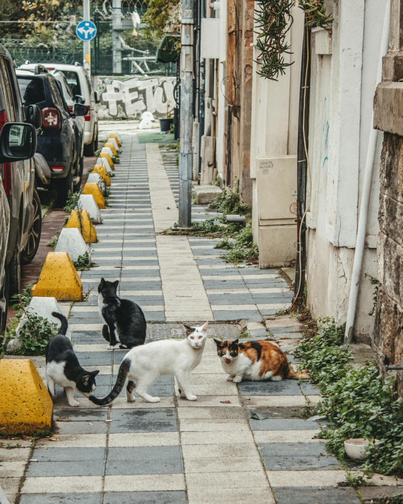 野良猫