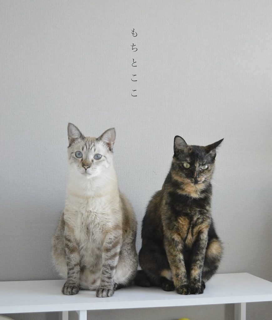 もちとここ
