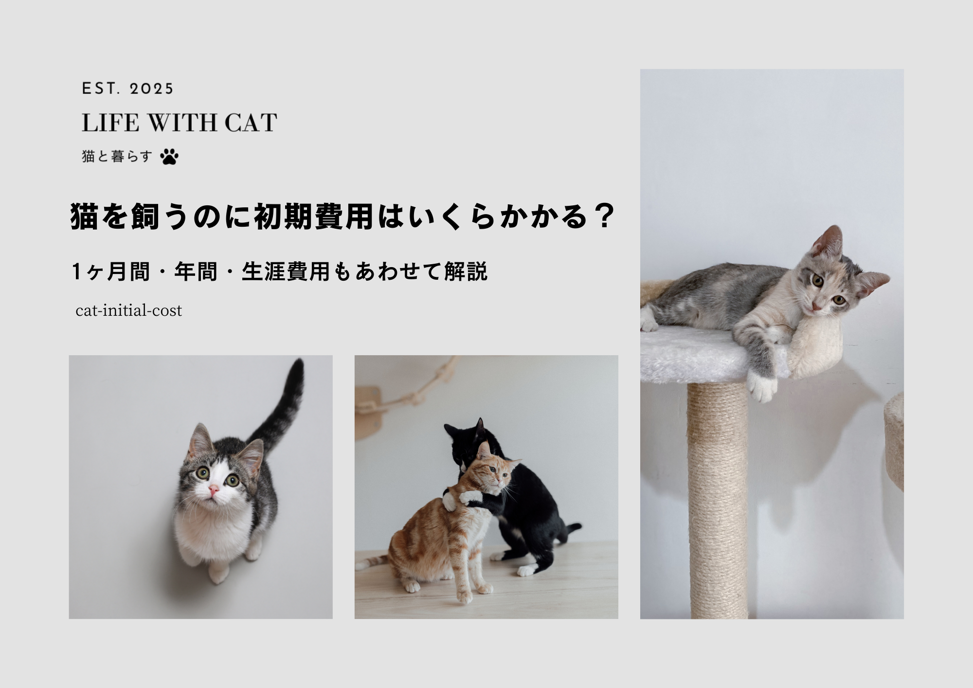 猫を飼うのに初期費用はいくらかかる？1ヶ月間・年間・生涯費用もあわせて解説