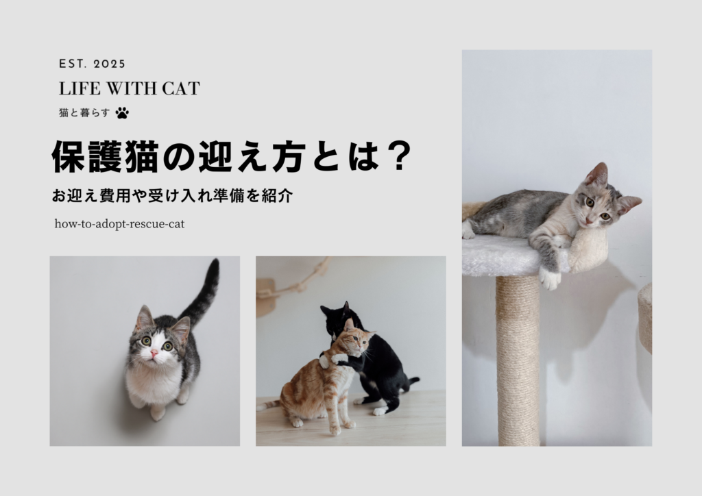 保護猫の迎え方とは？お迎え費用や受け入れ準備を紹介