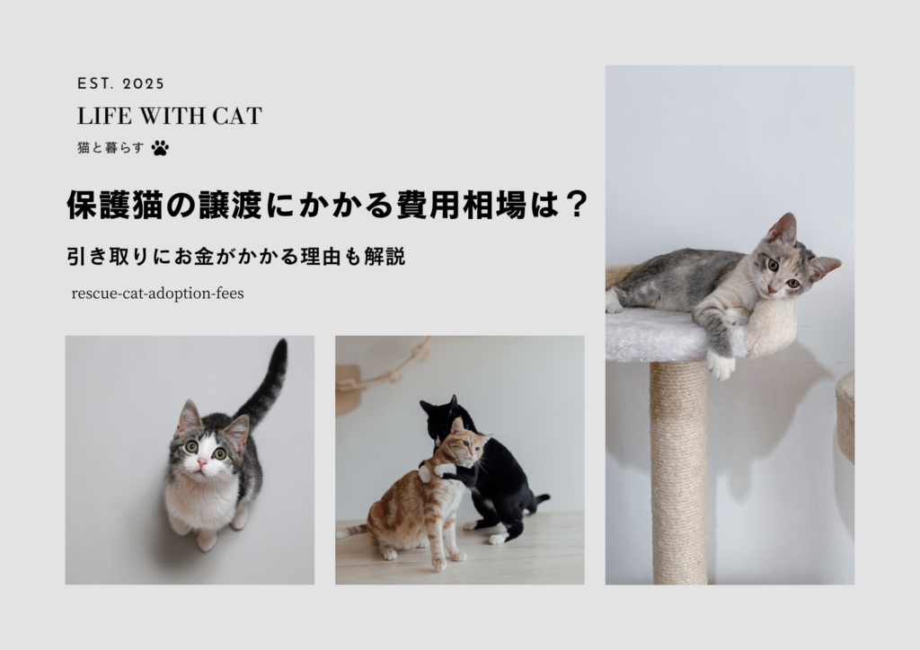 保護猫の譲渡にかかる費用相場は？引き取りにお金がかかる理由も解説