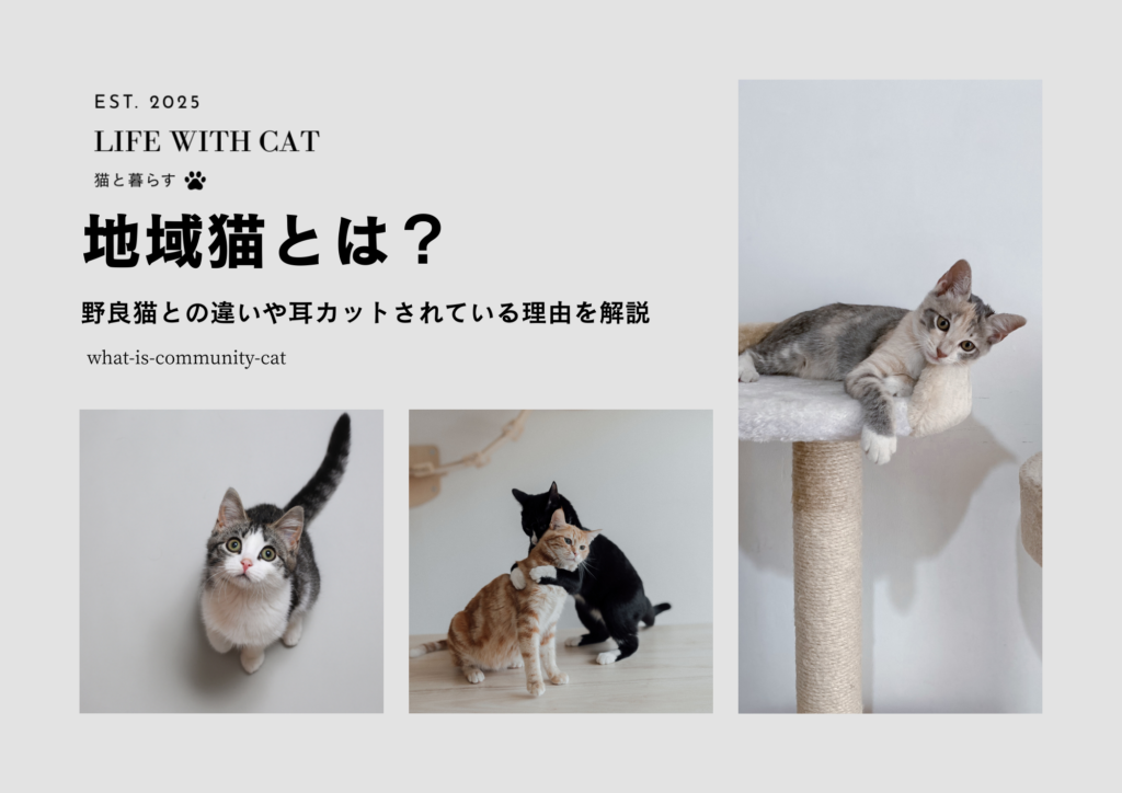 地域猫とは？野良猫との違いや耳カットされている理由を解説